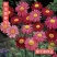 除虫菊种子红花白花除虫菊种子驱蚊效果好驱蚊草花卉种子