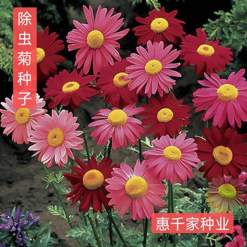 除虫菊种子红花白花除虫菊种子驱蚊效果好驱蚊草花卉种子