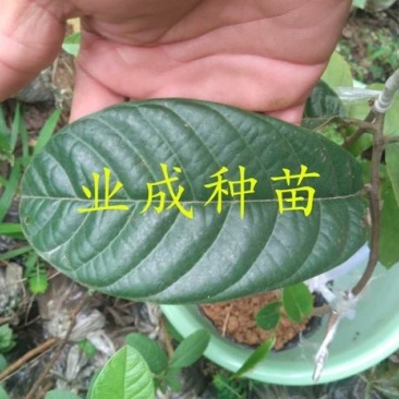 玉米释迦苗番荔枝苗林檎手指释迦苗果树苗