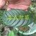 玉米释迦苗番荔枝苗林檎手指释迦苗果树苗