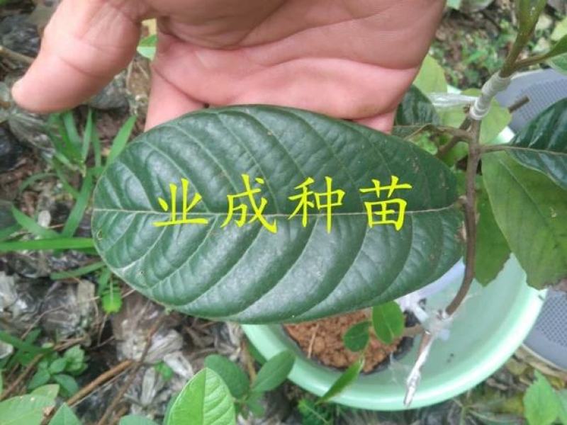 玉米释迦苗番荔枝苗林檎手指释迦苗果树苗