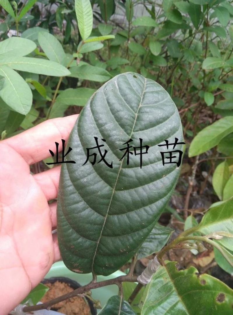 玉米释迦苗番荔枝苗林檎手指释迦苗果树苗
