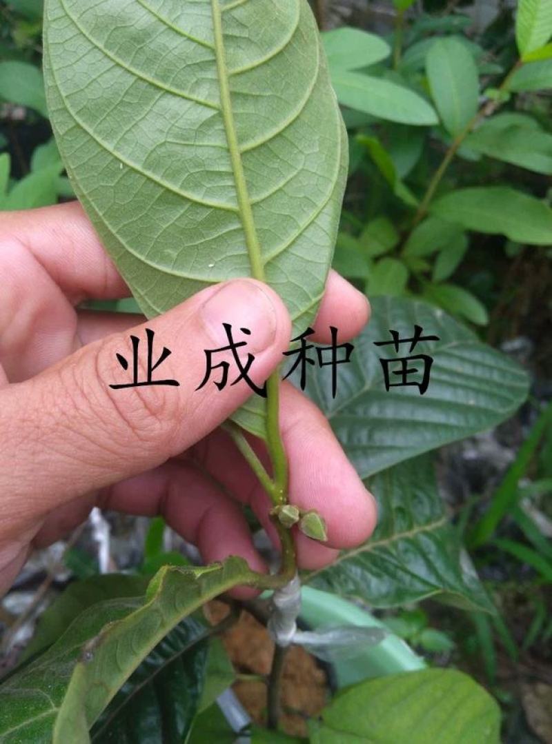 玉米释迦苗番荔枝苗林檎手指释迦苗果树苗