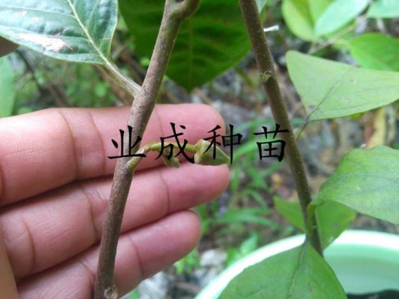 玉米释迦苗番荔枝苗林檎手指释迦苗果树苗