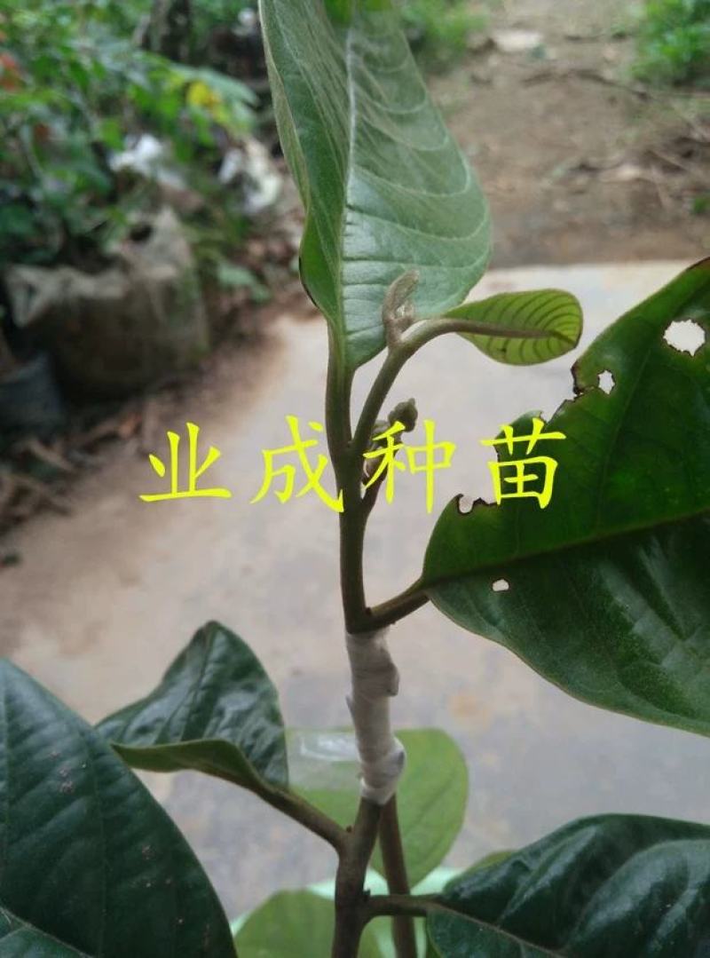玉米释迦苗番荔枝苗林檎手指释迦苗果树苗