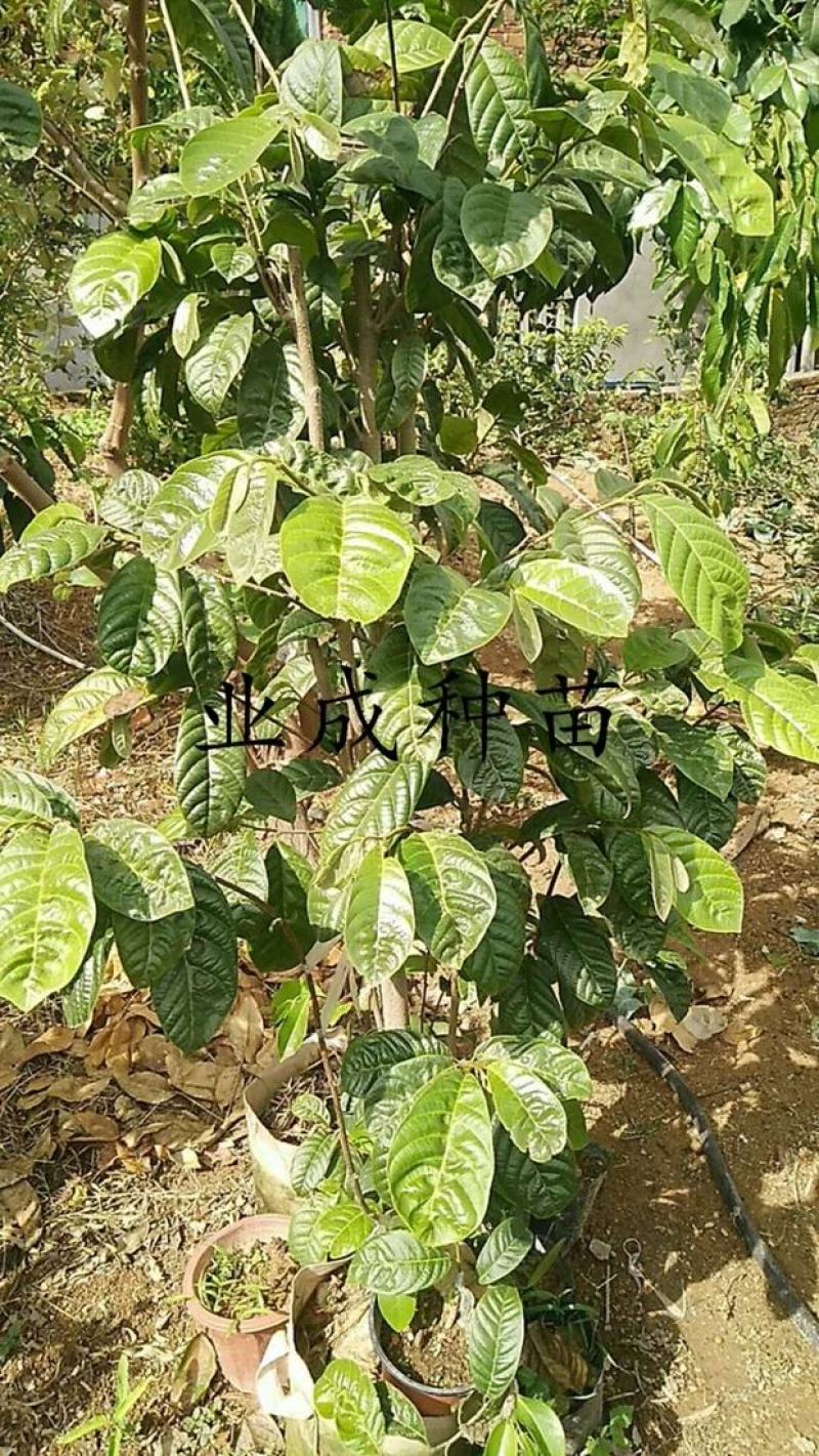 玉米释迦苗番荔枝苗林檎手指释迦苗果树苗