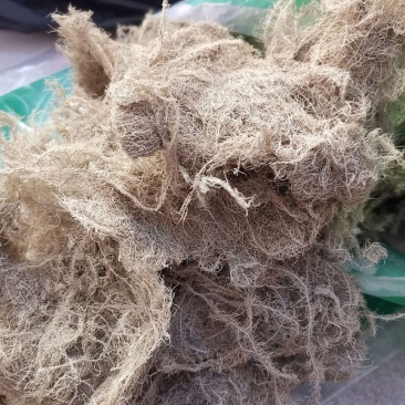 云雾草老君草松罗天蓬草批发零售产地直销