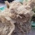 云雾草老君草松罗天蓬草批发零售产地直销