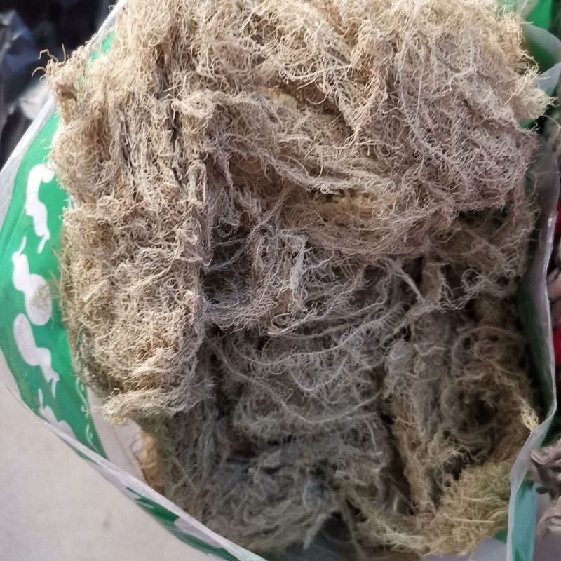 云雾草老君草松罗天蓬草批发零售产地直销