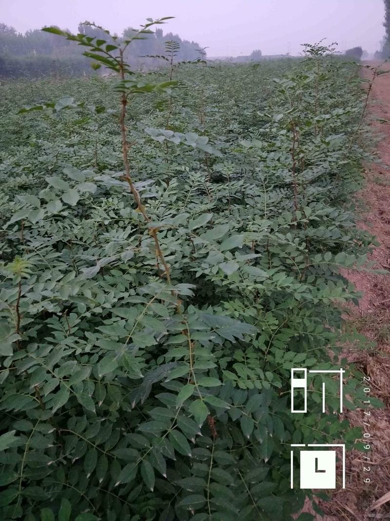 两年生花椒苗大量，口味纯正产量高，基地现挖，欢迎订购