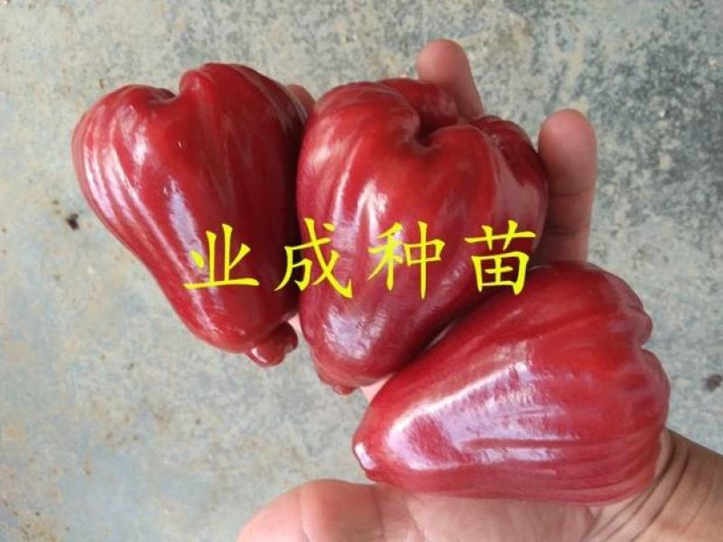 正宗脆蜜黑莲雾苗莲雾树桩新品种莲雾苗高压苗早在1-