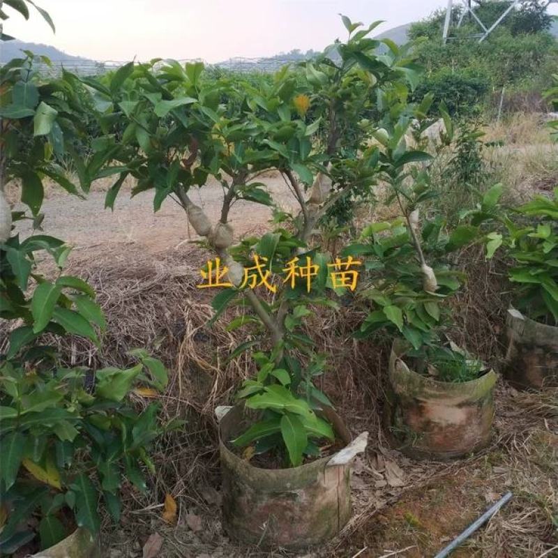 正宗脆蜜黑莲雾苗莲雾树桩新品种莲雾苗高压苗早在1-