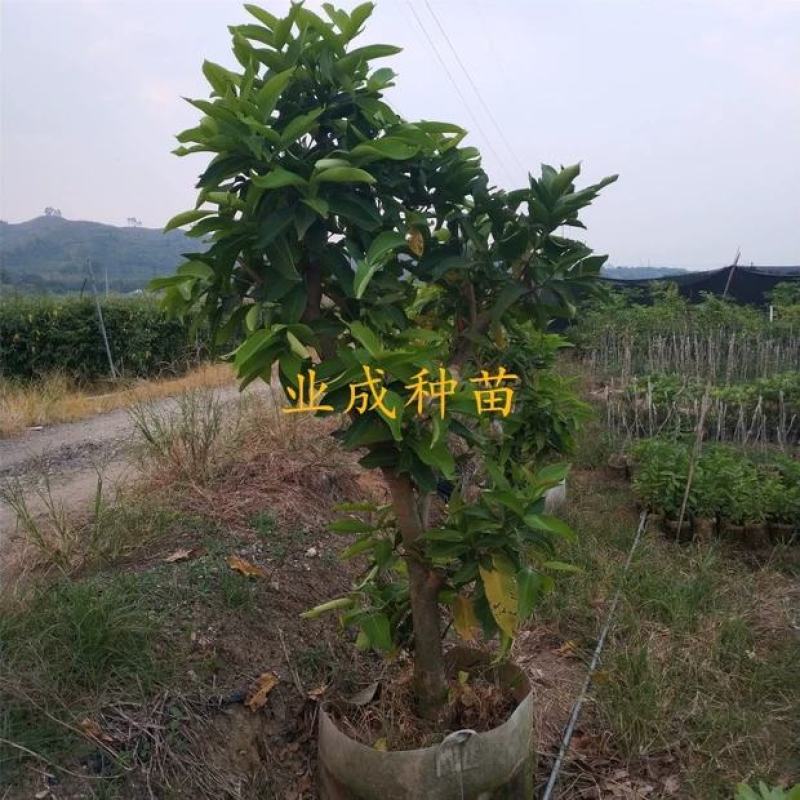 正宗脆蜜黑莲雾苗莲雾树桩新品种莲雾苗高压苗早在1-