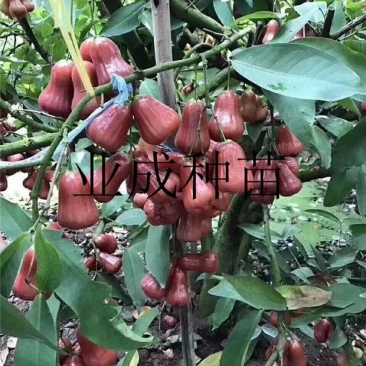 正宗脆蜜黑莲雾苗莲雾树桩新品种莲雾苗高压苗早在1-