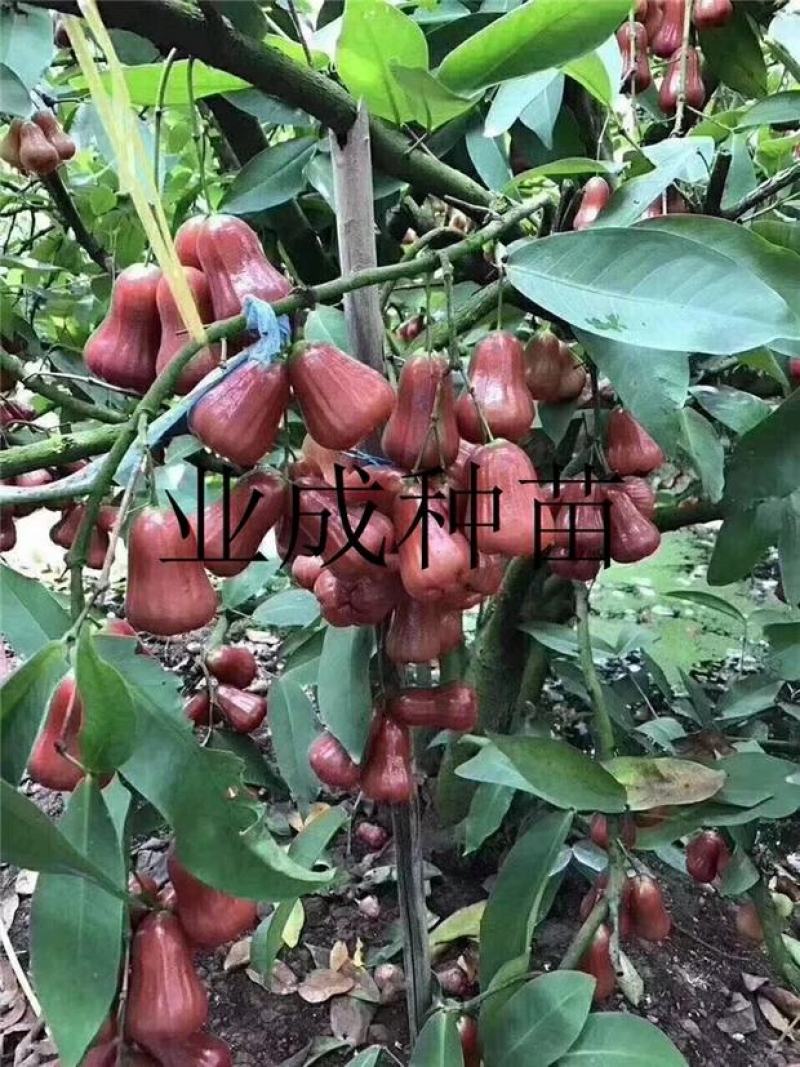 正宗脆蜜黑莲雾苗莲雾树桩新品种莲雾苗高压苗早在1-