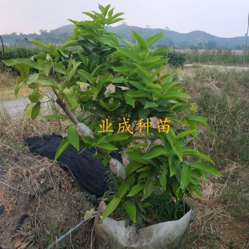 正宗脆蜜黑莲雾苗莲雾树桩新品种莲雾苗高压苗早在1-