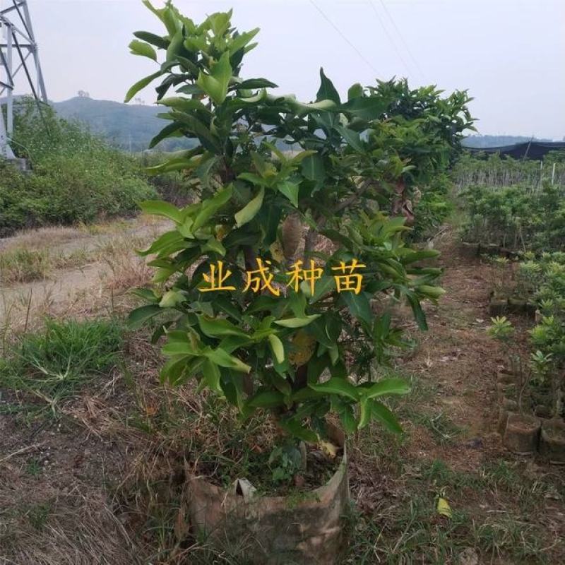 正宗脆蜜黑莲雾苗莲雾树桩新品种莲雾苗高压苗早在1-