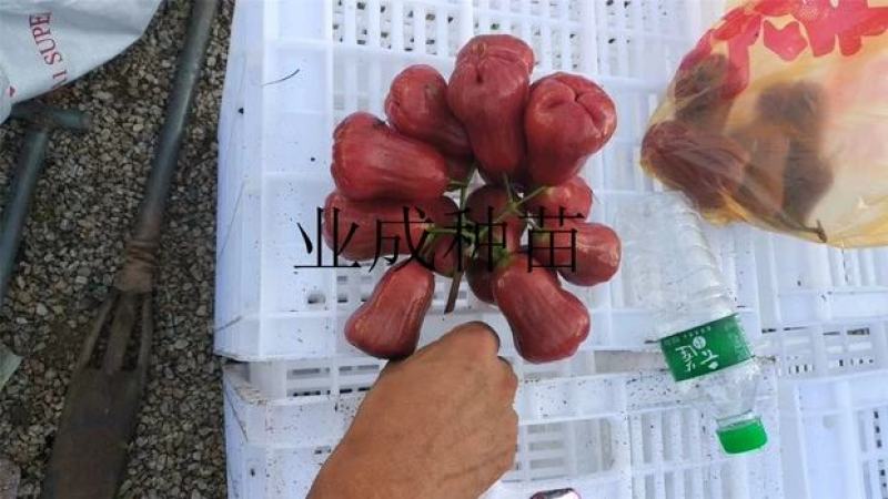 正宗脆蜜黑莲雾苗莲雾树桩新品种莲雾苗高压苗早在1-