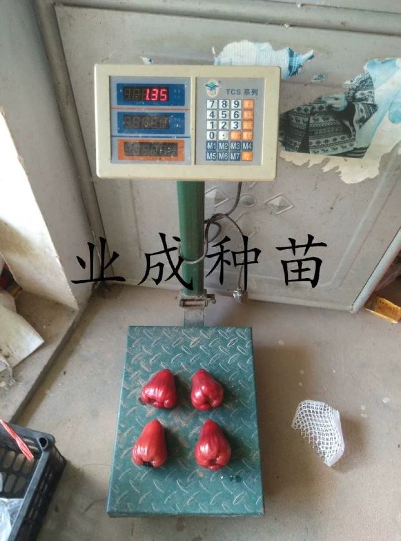 正宗脆蜜黑莲雾苗莲雾树桩新品种莲雾苗高压苗早在1-