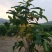 正宗脆蜜黑莲雾苗莲雾树桩新品种莲雾苗高压苗早在1-