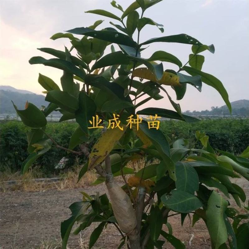 正宗脆蜜黑莲雾苗莲雾树桩新品种莲雾苗高压苗早在1-
