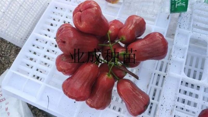 正宗脆蜜黑莲雾苗莲雾树桩新品种莲雾苗高压苗早在1-