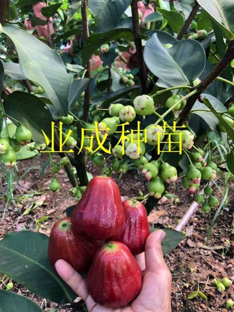 正宗脆蜜黑莲雾苗莲雾树桩新品种莲雾苗高压苗早在1-