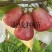 正宗脆蜜黑莲雾苗莲雾树桩新品种莲雾苗高压苗早在1-
