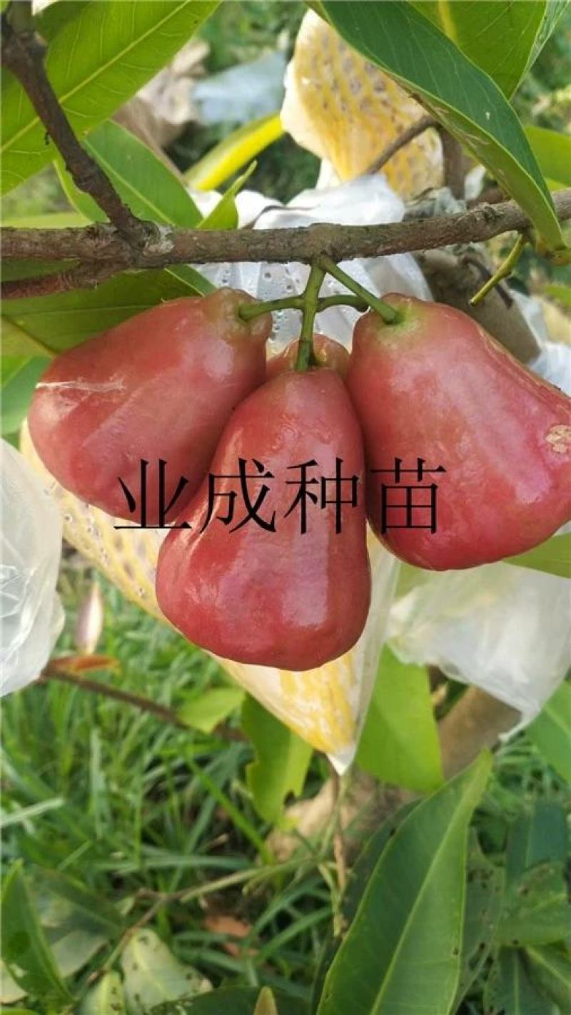 正宗脆蜜黑莲雾苗莲雾树桩新品种莲雾苗高压苗早在1-