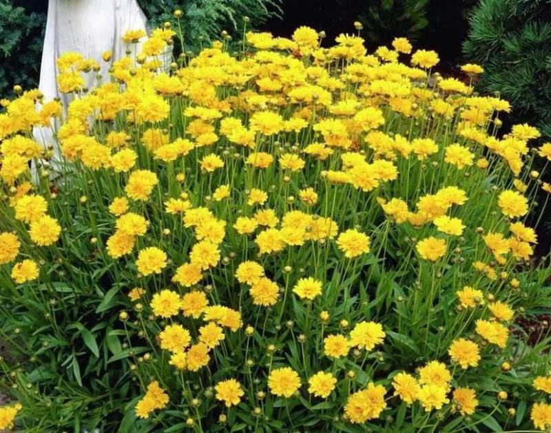 金鸡菊种子，大花金鸡菊种子，花卉种子，花海种子