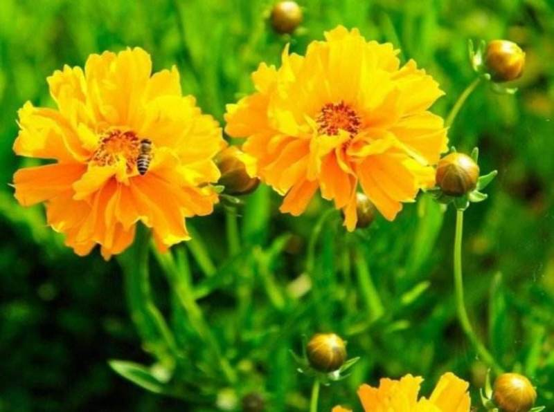 金鸡菊种子，大花金鸡菊种子，花卉种子，花海种子