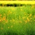 金鸡菊种子，大花金鸡菊种子，花卉种子，花海种子