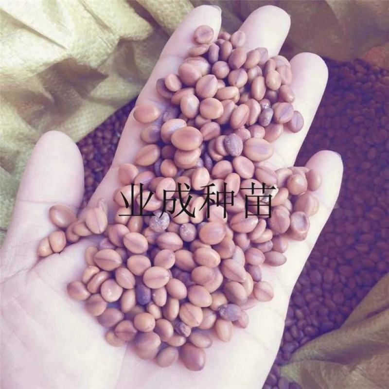 粉花山扁豆种子红花腊肠树黄花腊肠树花旗木同科属