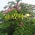 粉花山扁豆种子红花腊肠树黄花腊肠树花旗木同科属