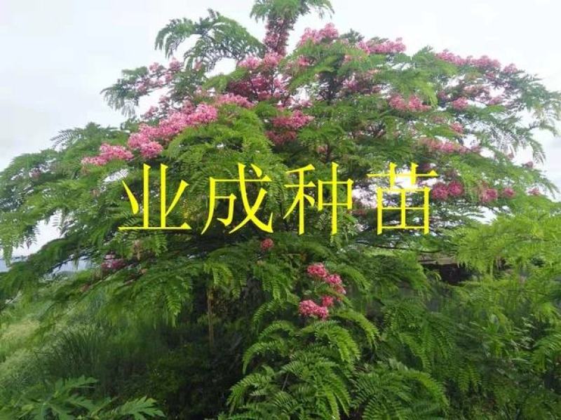 粉花山扁豆种子红花腊肠树黄花腊肠树花旗木同科属