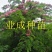 粉花山扁豆种子红花腊肠树黄花腊肠树花旗木同科属