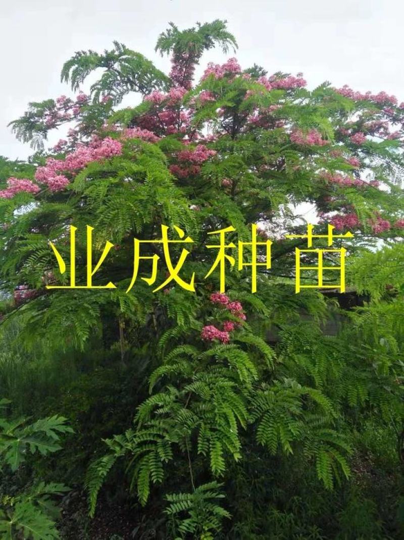 粉花山扁豆种子红花腊肠树黄花腊肠树花旗木同科属