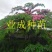 粉花山扁豆种子红花腊肠树黄花腊肠树花旗木同科属