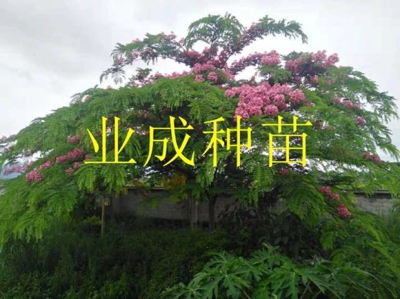 粉花山扁豆种子红花腊肠树黄花腊肠树花旗木同科属