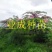 粉花山扁豆种子红花腊肠树黄花腊肠树花旗木同科属