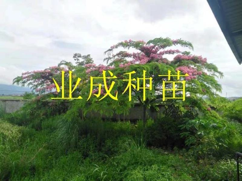 粉花山扁豆种子红花腊肠树黄花腊肠树花旗木同科属