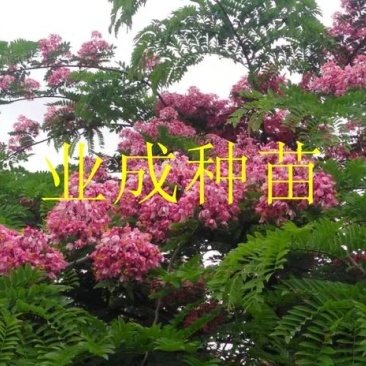 粉花山扁豆种子红花腊肠树黄花腊肠树花旗木同科属