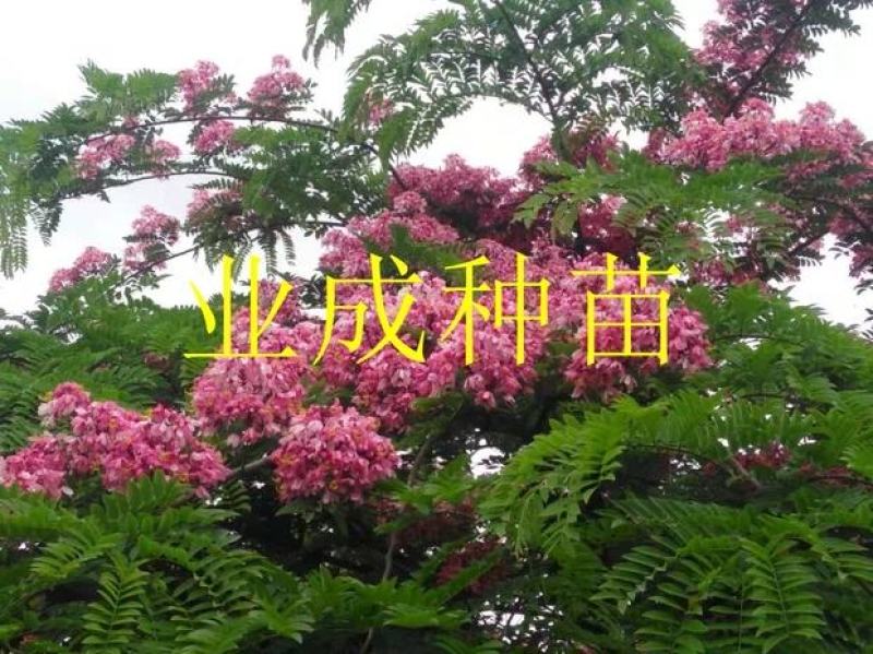 粉花山扁豆种子红花腊肠树黄花腊肠树花旗木同科属