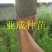 粉花山扁豆种子红花腊肠树黄花腊肠树花旗木同科属
