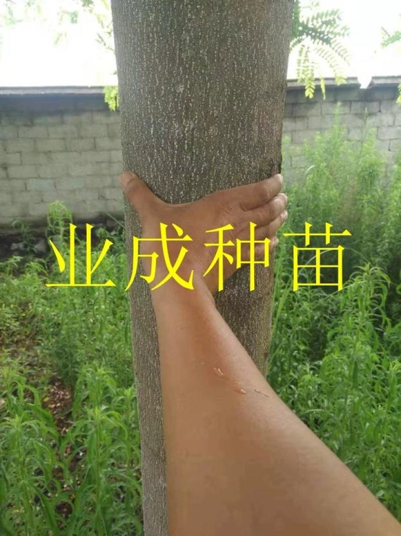 粉花山扁豆种子红花腊肠树黄花腊肠树花旗木同科属