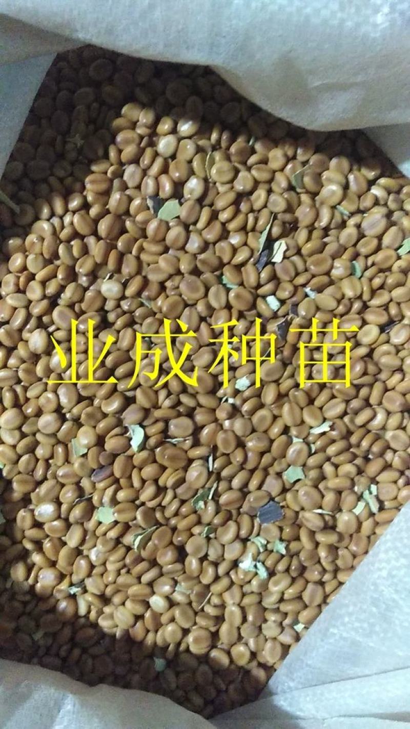 粉花山扁豆种子红花腊肠树黄花腊肠树花旗木同科属