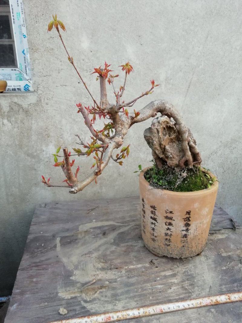 三角枫种子，枫树种子，林木种子