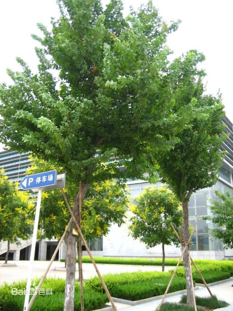 三角枫种子，枫树种子，林木种子
