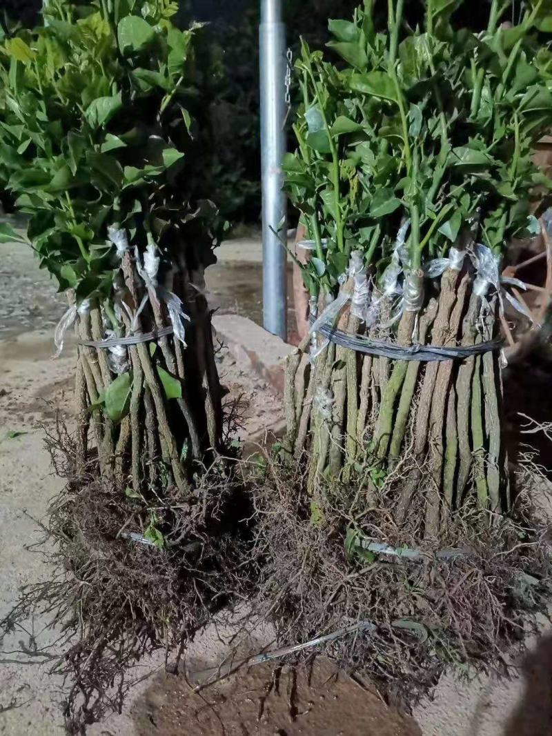 黑黄皮苗，产量高，不易裂果，可裸根，打泥球，杯苗