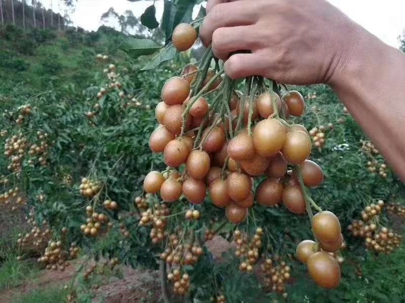 黑黄皮苗，产量高，不易裂果，可裸根，打泥球，杯苗